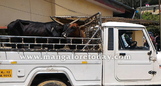  cattle transporters assaulted  1